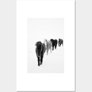 Icelandic Horses Walking, black and white Posters and Art